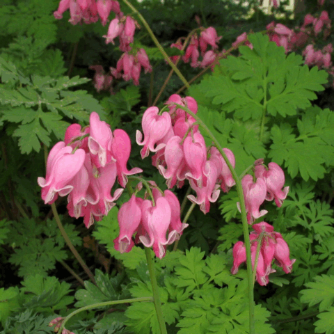 Dicentra formosa "Luxuriant"