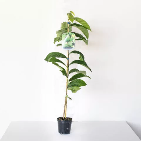 Asimina triloba "Prolific"