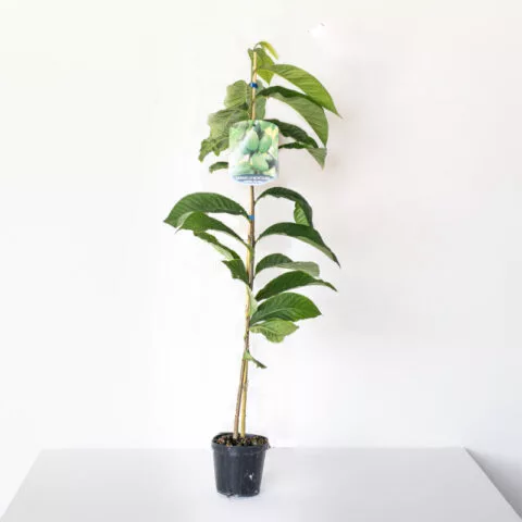 Asimina triloba "Sweet Alice"