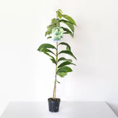 Asimina triloba "Taylor"
