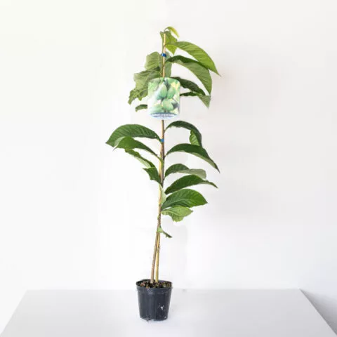 Asimina triloba "Wilson"