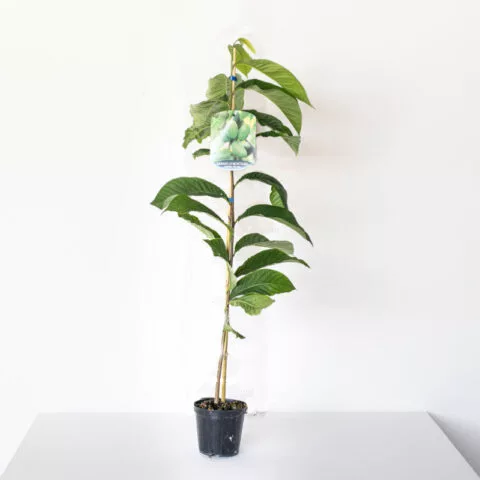 Asimina triloba "Kuntucky Champion" - autofertile