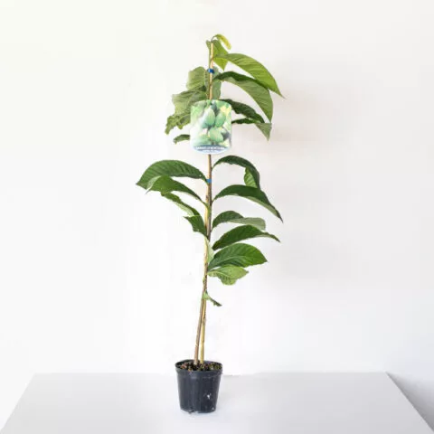 Asimina triloba "Mary Foos J"