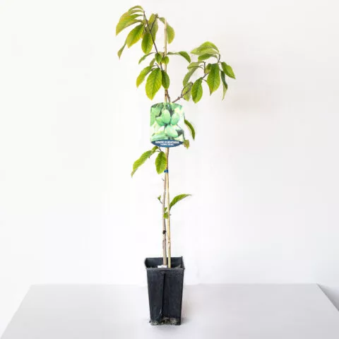 Asimina triloba "Prima 1216" - autofertile