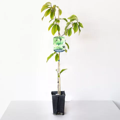 Asimina triloba "Sunflower" - autofertile