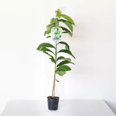 Asimina triloba "Georgia" - autofertile