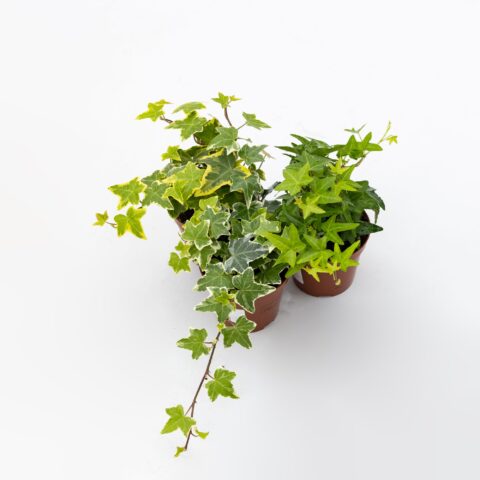 Hedera helix in variet