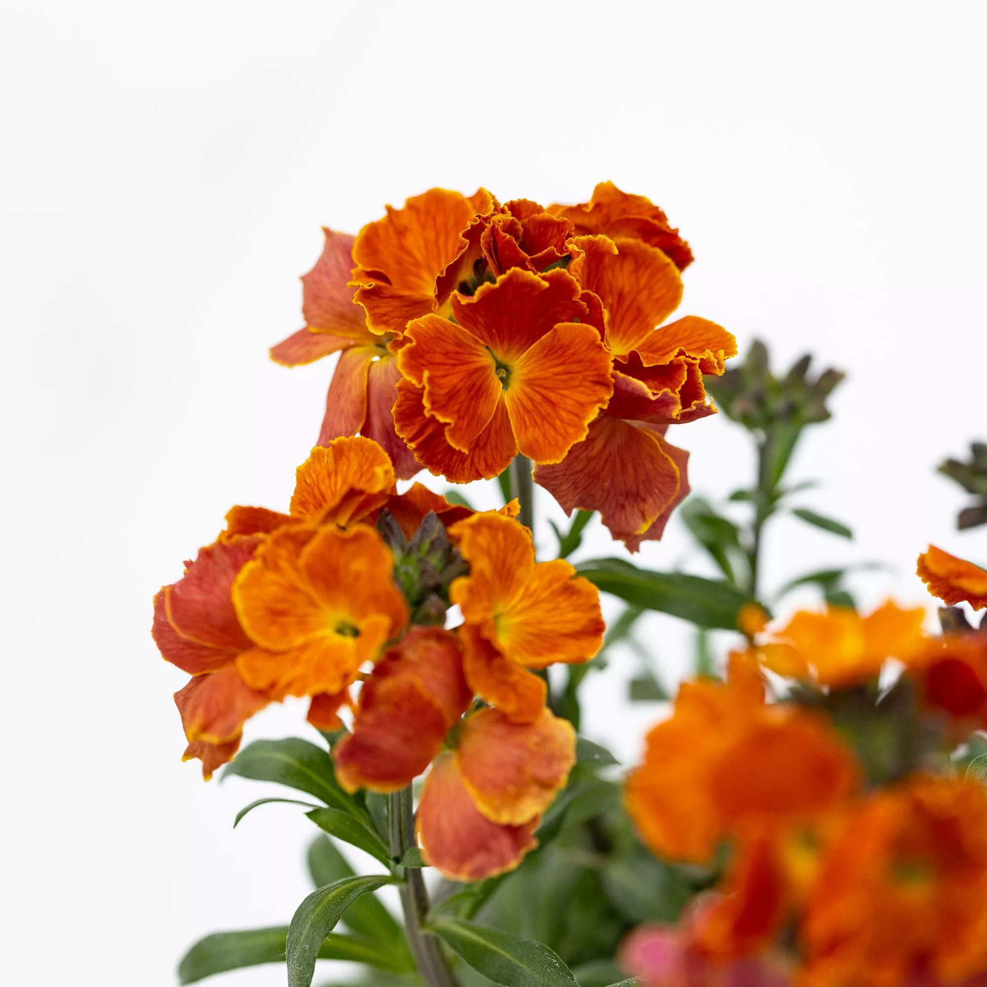 Erysimum linifolium "Red Jep"