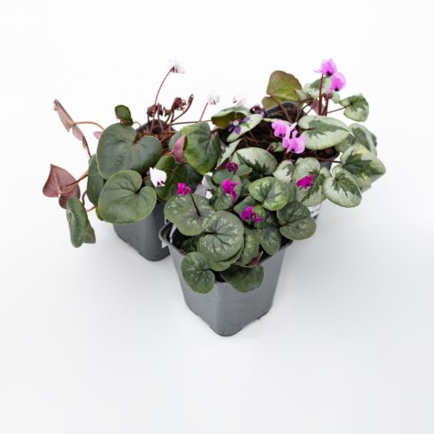 Cyclamen coum in variet