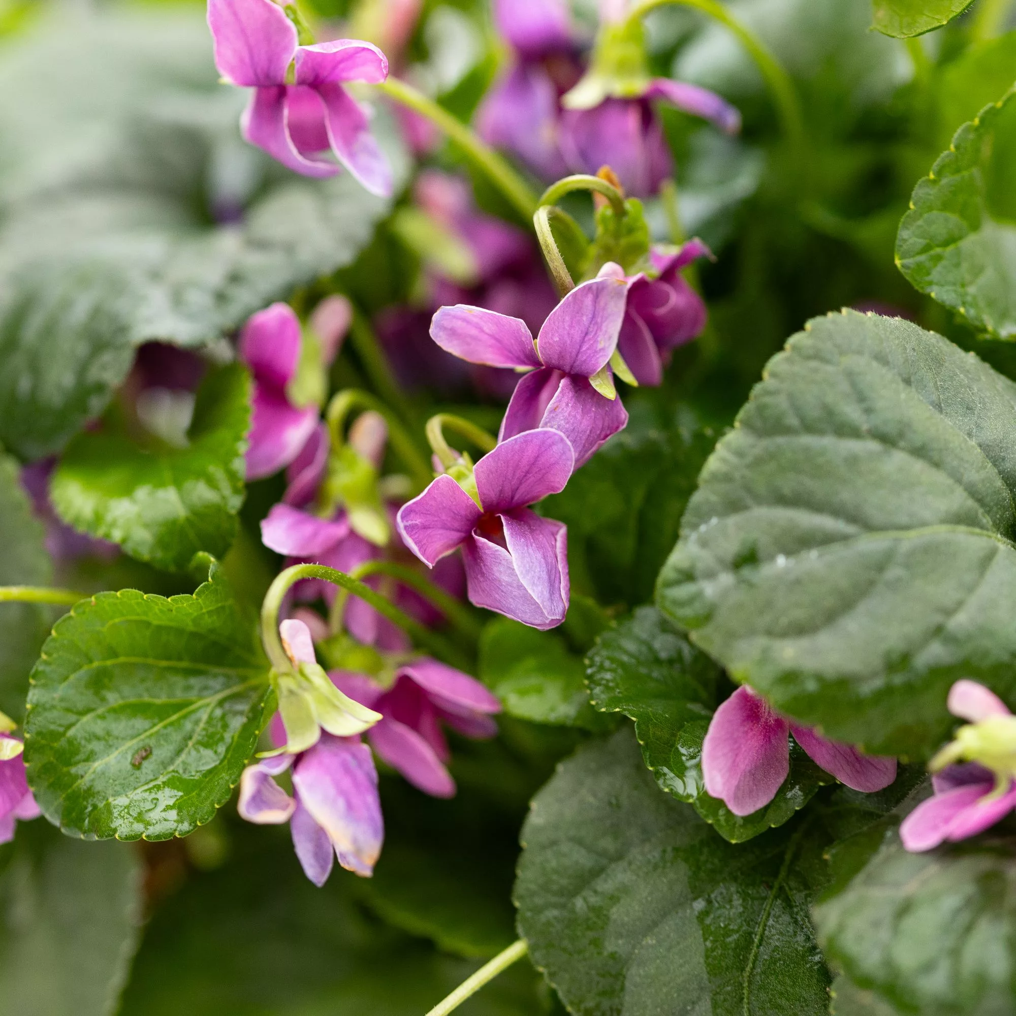 Viola in variet