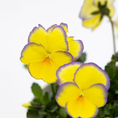Viola cornuta "Eitan"