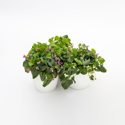 Viola in variet