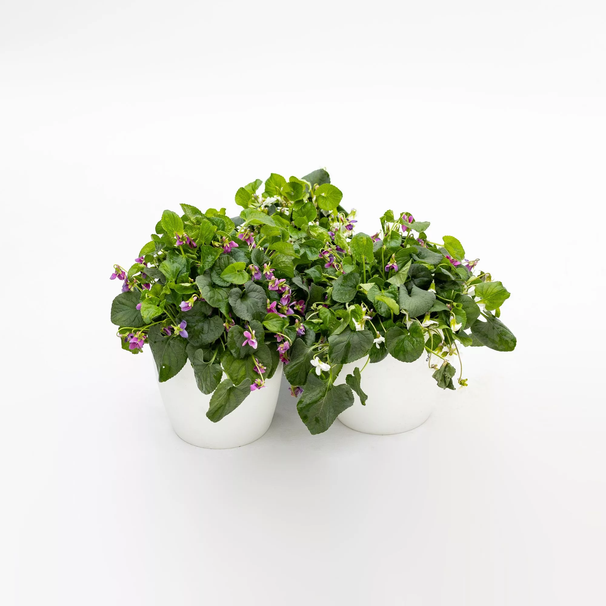 Viola in variet