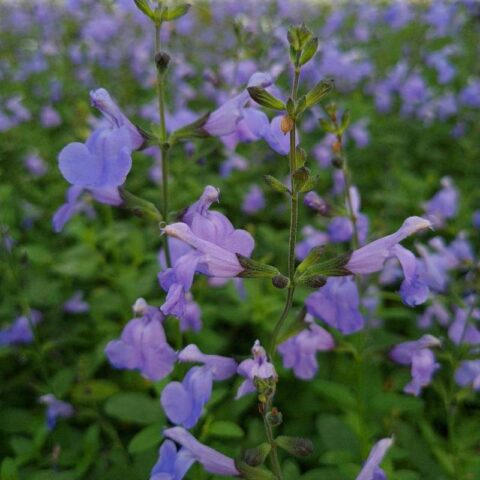 Salvia microphylla "Delice Aquamarine"