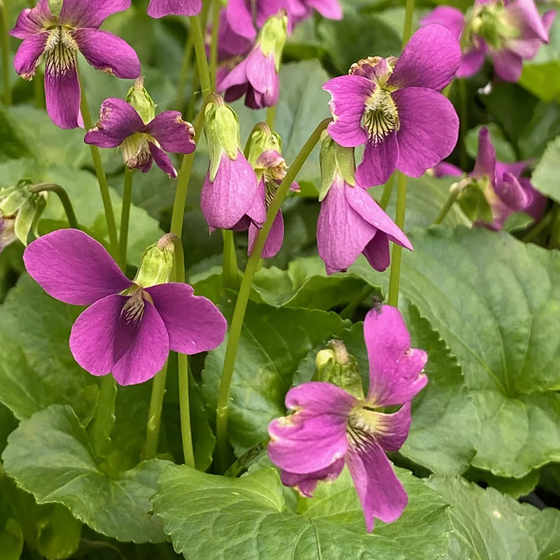 Viola sororia "Rubra"
