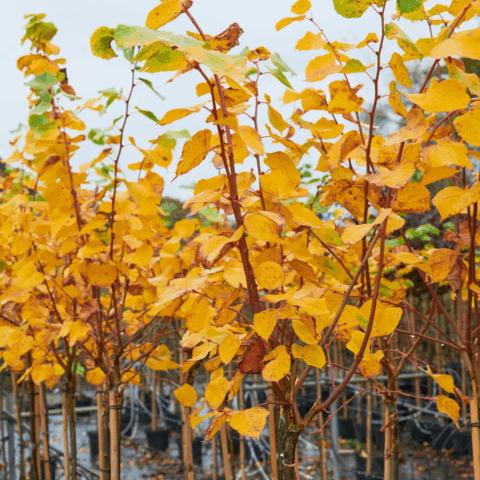 Tilia cordata "Winter Orange"