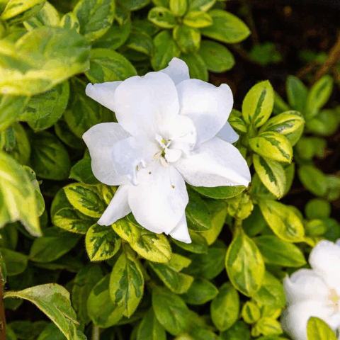Azalea Encore "Moonstruck"
