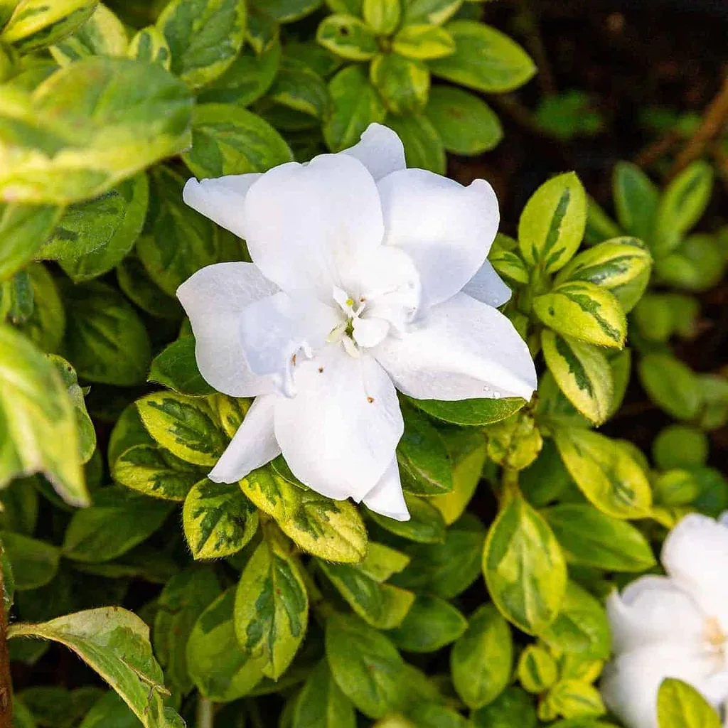 Azalea Encore "Moonstruck"
