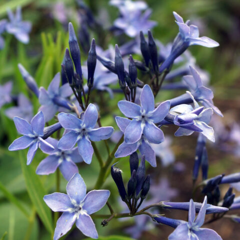 Amsonia x tabernaemontana "Blue Ice"