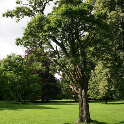 Robinia pseudoacacia "Umbraculifera"