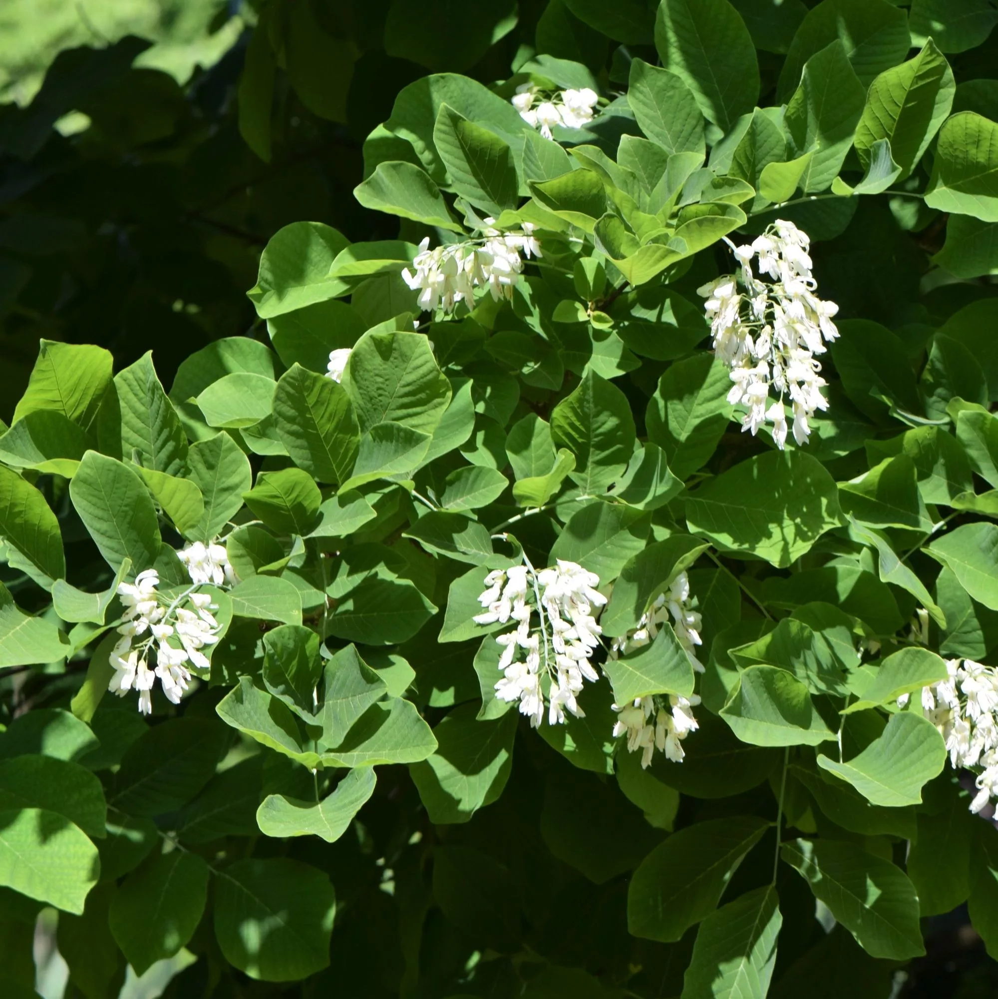 Cladrastis kentukea