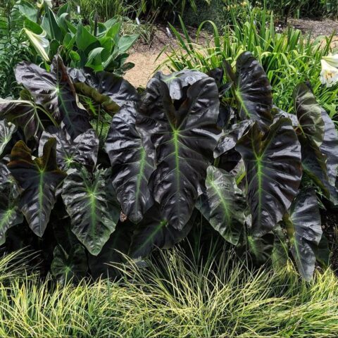Colocasia esculenta "Aloha"