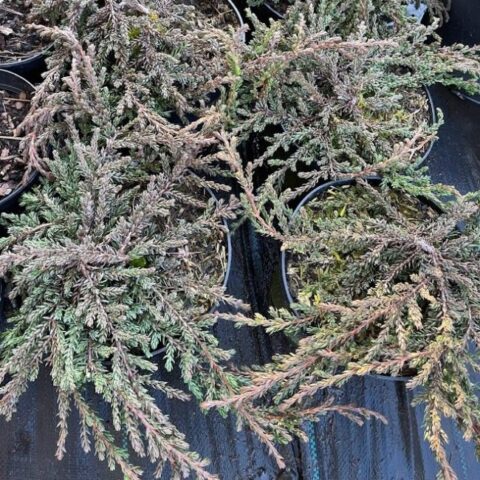 Juniperus communis "Hibernica Prostrata"
