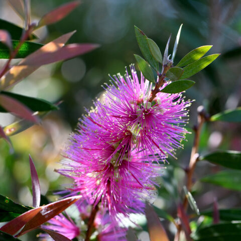 Callistemon citrinus "Violaceus"