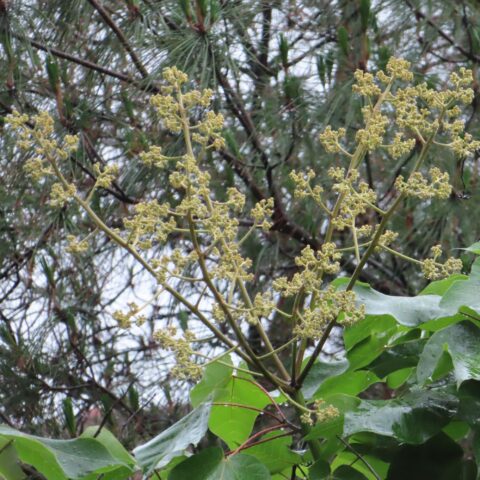 Firmiana simplex