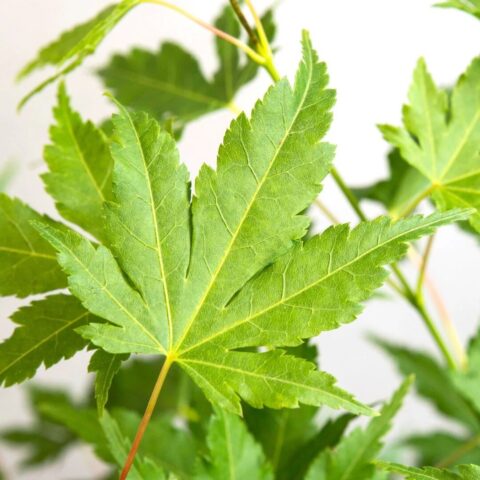 Acer palmatum "Going Green"