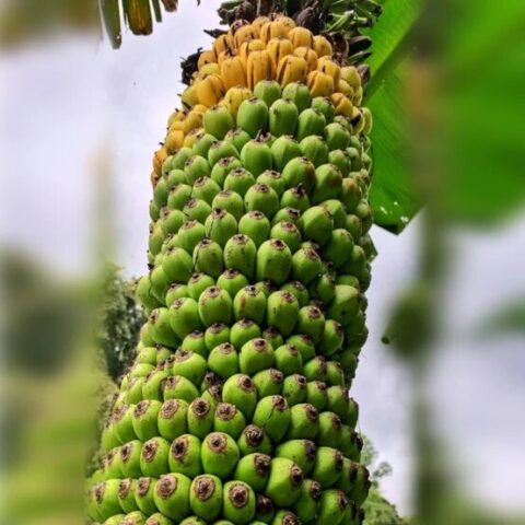 Musa x paradisiaca "Pisang Seribu"