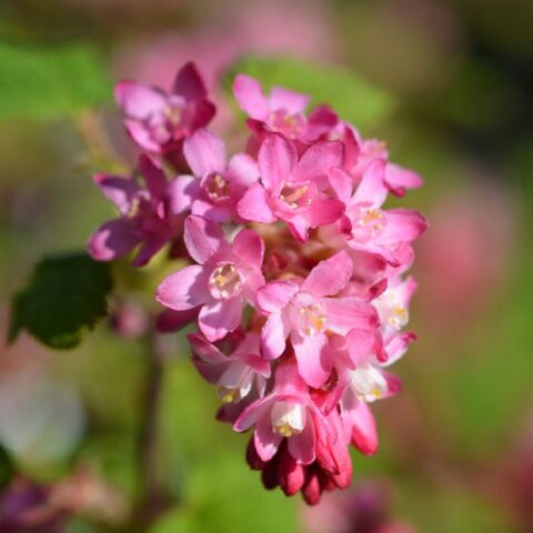 Ribes sanguineum "King Edward VII"