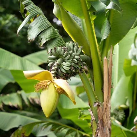 Musa "Da Jiao"