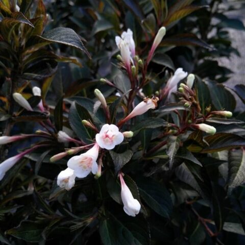 Weigela florida "Black and White"
