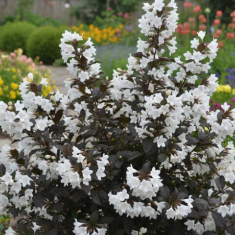 Weigela florida "Ebony and Ivory"