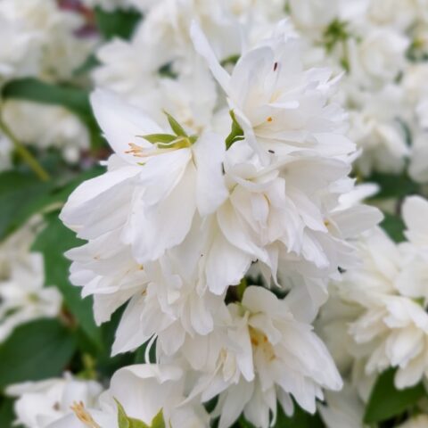 Philadelphus lewisii "Pearls of Perfume"