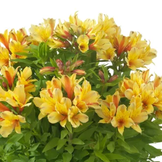 Alstroemeria "Paradise Spring Valley"
