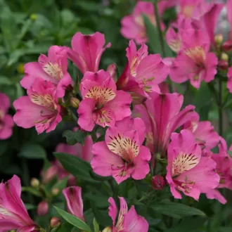 Alstroemeria "Paradise Summer Saint"