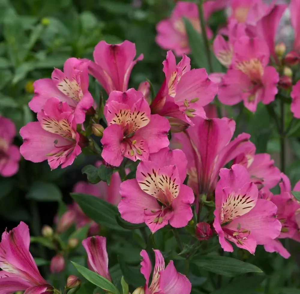 Alstroemeria "Paradise Summer Saint"