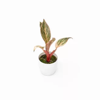 Philodendron "Birkin Pink Bikini" Baby Plant