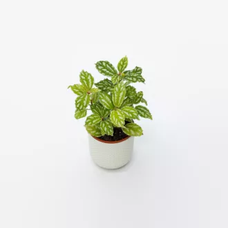 Pilea cadierei