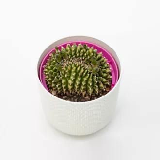 Gymnocalycium mihanovichii f. cristata inermis