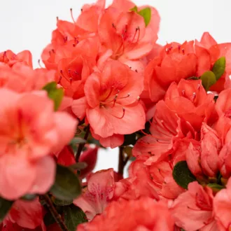 Azalea japonica "Flash Dance Salmon"