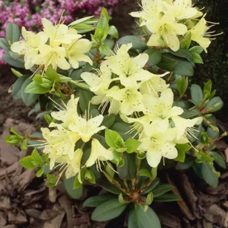 Azalea "Shamrock"