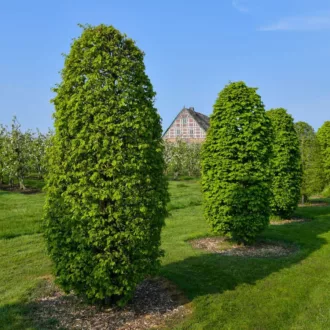 Carpinus betulus "Monumentalis"