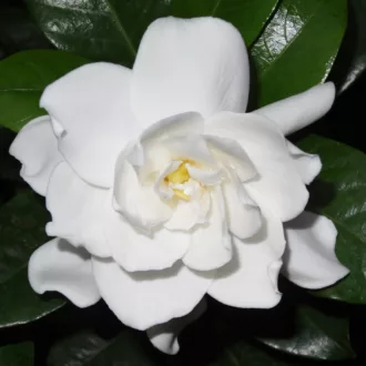 Gardenia jasminoides "Serchio"