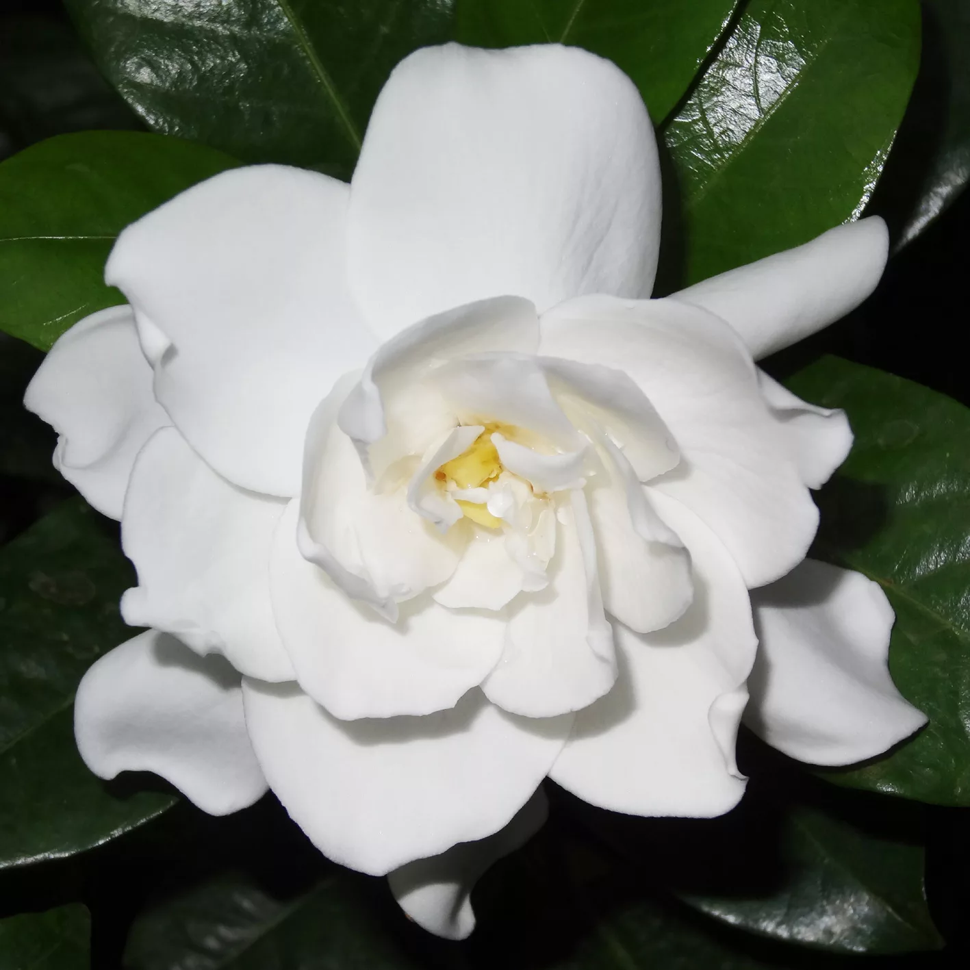 Gardenia jasminoides "Serchio"