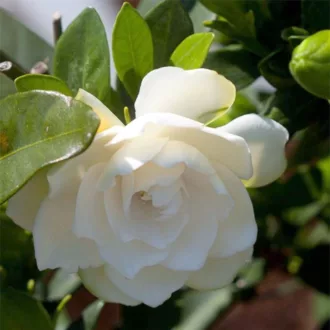 Gardenia jasminoides "Tintori"
