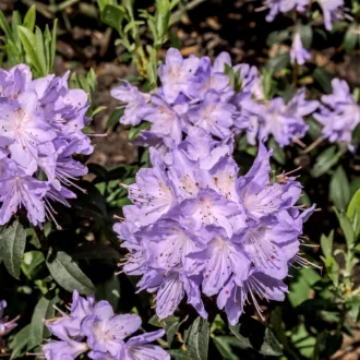 Azalea impeditum "Ramapo"