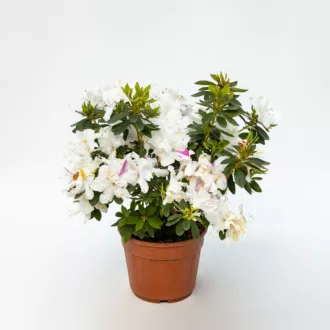Azalea del diavolo "Bianca Bella"